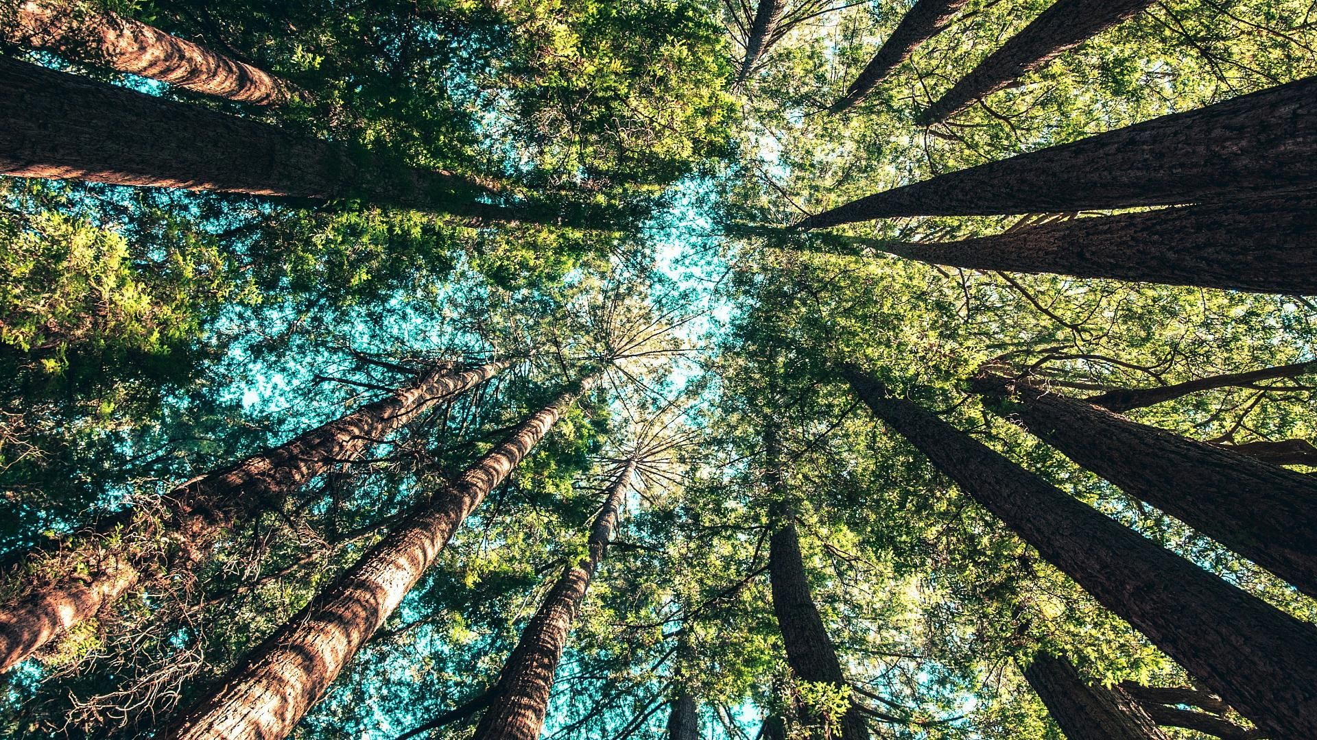 La naturaleza como refugio: lo que aprendemos cuando paramos