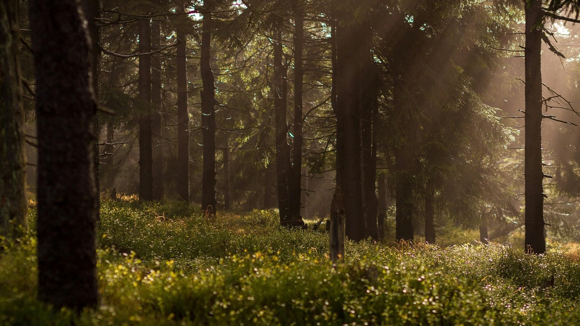 La natura com a refugi: el que aprenem quan parem