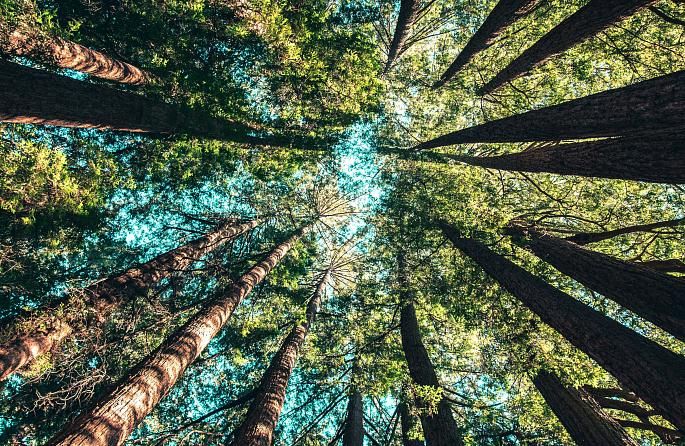Nature as a refuge: what we learn when we slow down