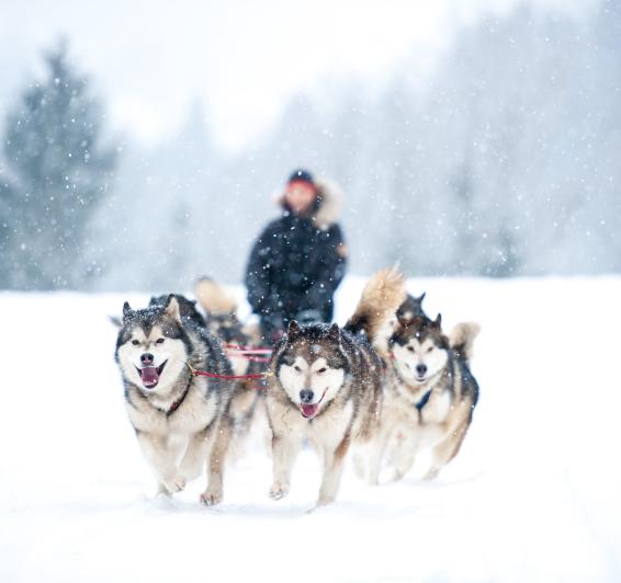 Adventure with sled dogs